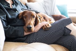 Assisi Animal Health Calmer Canine Anxiety Treatment Dog Device, 5-in slide 2 of 4