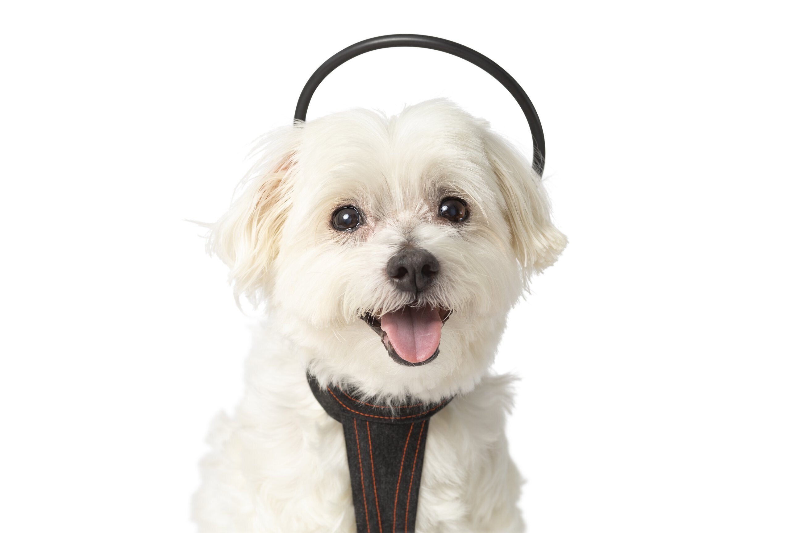 Picture of Questions and Answers about ASSISI ANIMAL HEALTH Calmer Canine Anxiety ...