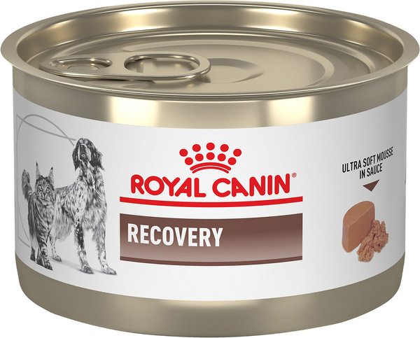 recovery diet for dogs