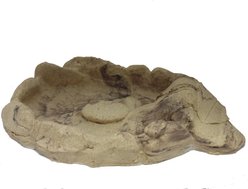 CC Pet Comus Reptile Dish