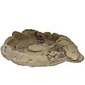 CC Pet Comus Reptile Dish