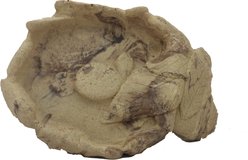 CC Pet Comus Reptile Dish slide 2 of 2