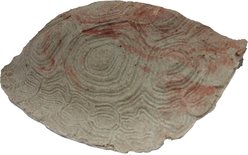 CC Pet Turtle Hide