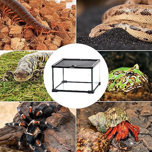REPTI ZOO Mini Glass Reptile Terrarium Tank, 12 x 12 x 8