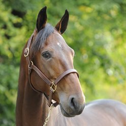 Finntack American Quality Leather Horse Halter, Horse