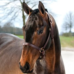 Finntack American Quality Leather Adjustable Chin Horse Halter, Horse