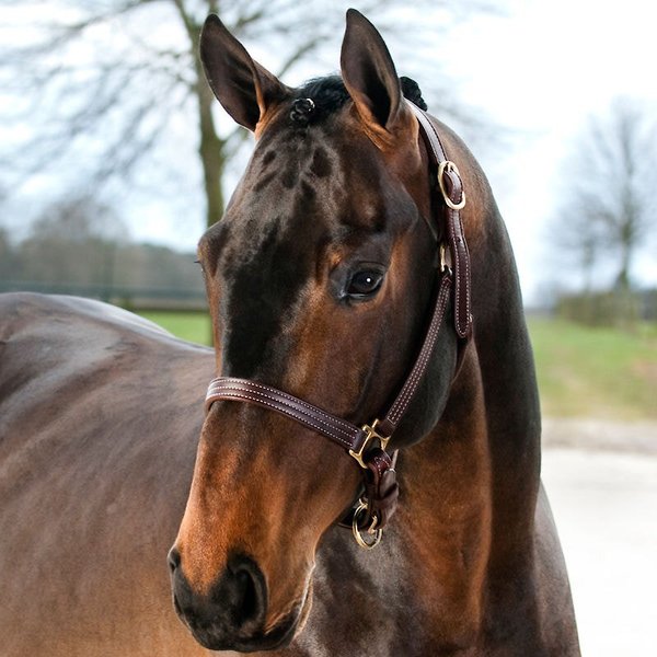 Finntack American Quality Leather Adjustable Chin Horse Halter, Cob slide 1 of 3
