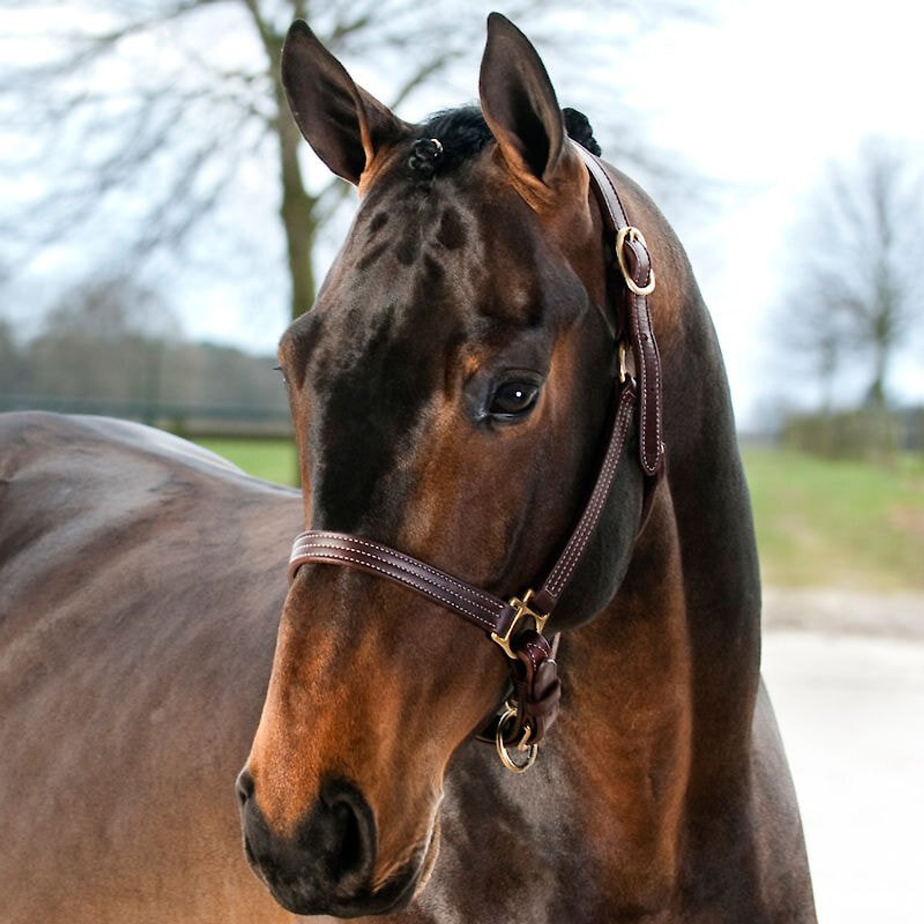 FinnTack American Quality Leather Halter with Adjustable Chin Strap -  Dutchess Bridle & Saddle, LLC