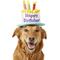 Show in main carousel: Frisco Birthday Cake Hat, Medium/Large + Dog & Cat T-Shirt, Blue, X-Large slide 2 of 10