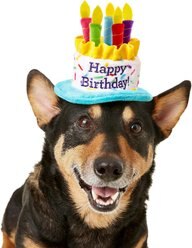 Frisco Birthday Cake Hat, X-Small/Small + Dog & Cat T-Shirt, Pink, X-Small slide 2 of 9
