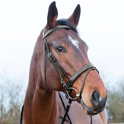 Horze Equestrian Venice Soft Padded Horse Bridle, Black, Horse
