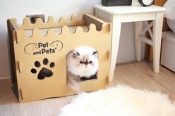 Petique Bungalow Eco Cat House