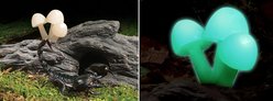 Exo Terra Glo Mushrooms Reptile Hideout slide 2 of 2