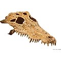 Exo Terra Croc Skull Repile Terrarium Decor