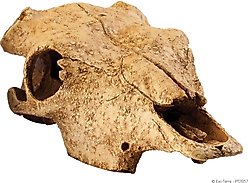 Exo Terra Buffalo Skull Terrarium Décor
