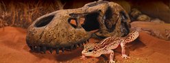 Exo Terra T-Rex Skull Reptile Terrarium Décor slide 2 of 3