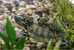 Exo Terra Turtle-Turtle Island Reptile Terrarium Ornament slide 2 of 2
