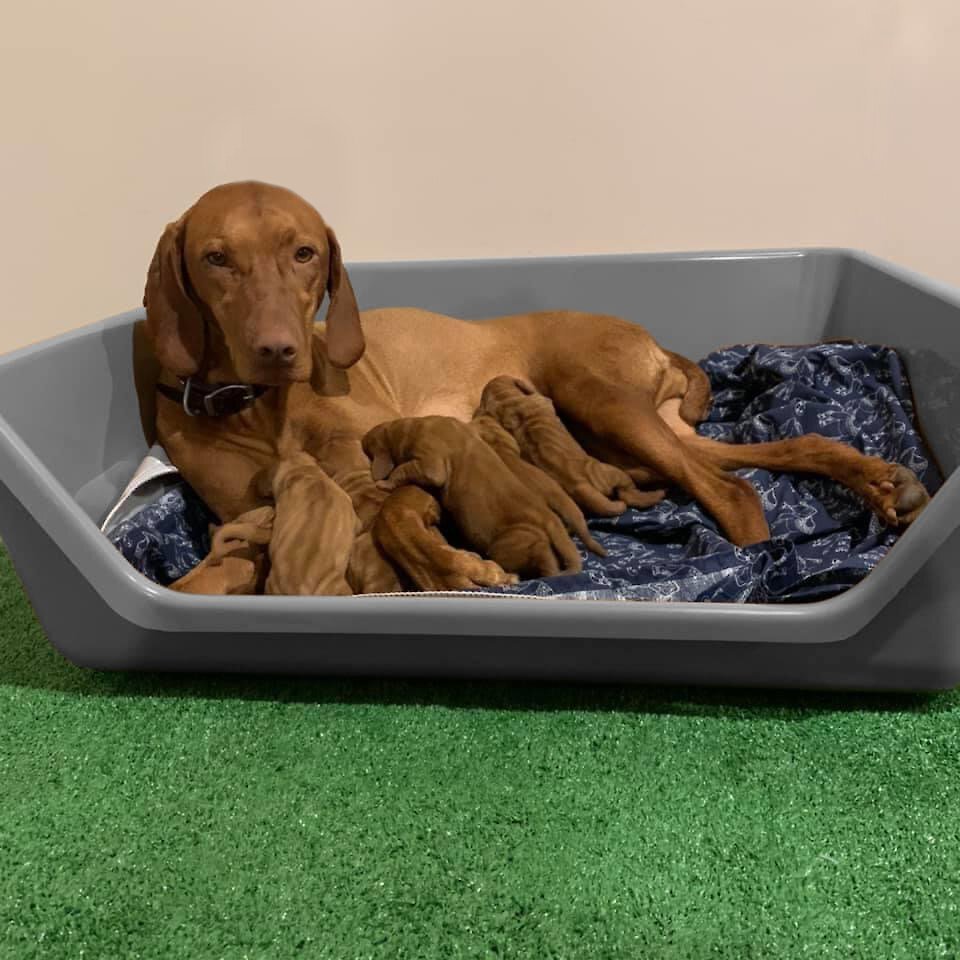 Used dog hotsell boxes for hounds