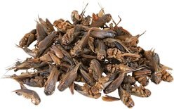 Exotic Nutrition Dried Crickets Small Animal Treats, 2.2-lb bag slide 2 of 4