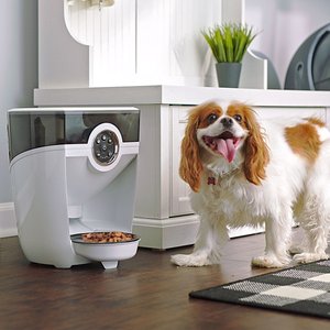 Best auto dog clearance feeder