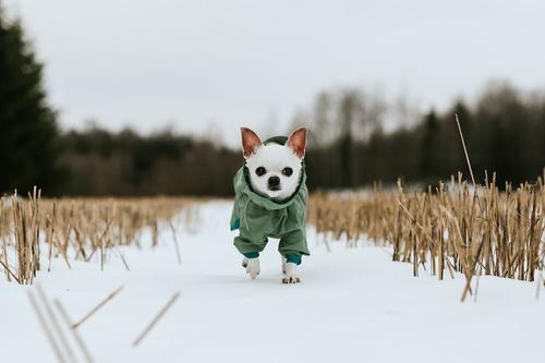 Show full view: Hurtta Rain Blocker ECO Dog & Cat Rain Jacket, 26-in slide 4 of 6