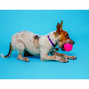 Hartz Dura Play Ball Squeaky Latex Dog Toy, Color Varies, 3 count, Small