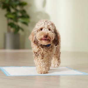 Frisco Non-Skid Ultra Premium Dog Training & Potty Pads, 22 x 23-in, Unscented, 300 count