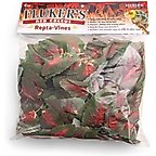 Red Coleus