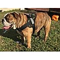 HDP Big Dog No Pull Dog Harness, Camo, Large