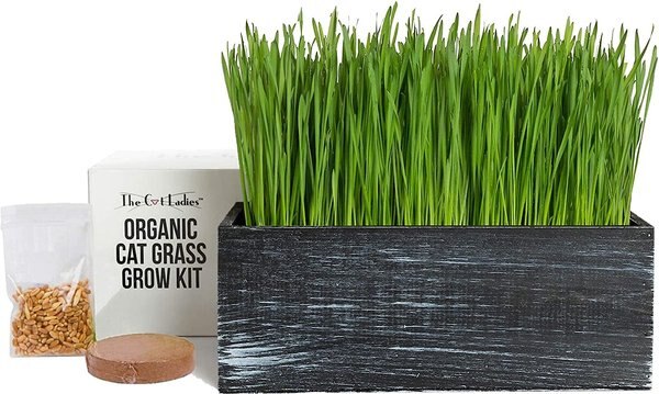 THE CAT LADIES Cat Grass Kit & Decorative Wood Planter, Black - Chewy.com