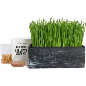 The Cat Ladies Cat Grass Kit & Decorative Wood Planter, Black
