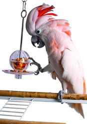 Caitec Featherland Paradise Fillable Ball & Kabob Bird Toy slide 2 of 2