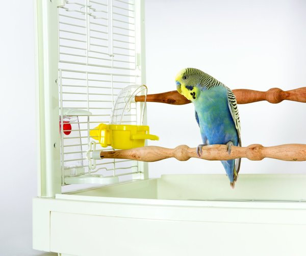 Caitec Featherland Paradise Cage Mounted Hooded Cup Bird Toy, Small slide 1 of 1