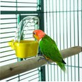 Caitec Featherland Paradise Cage Mounted Hooded Cup Bird Toy, Large