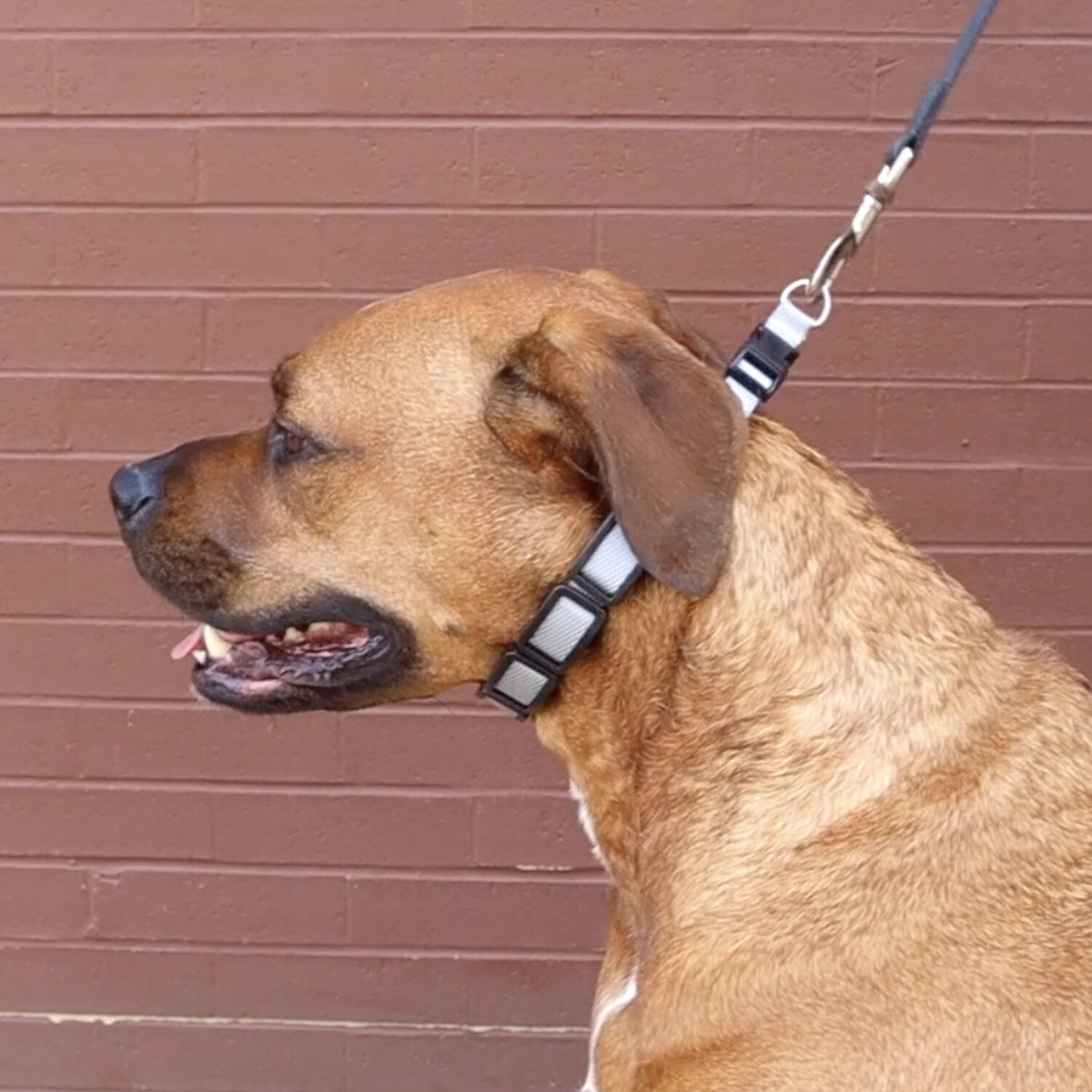 Coastal Pet Products Natural Control Training Dog Collar