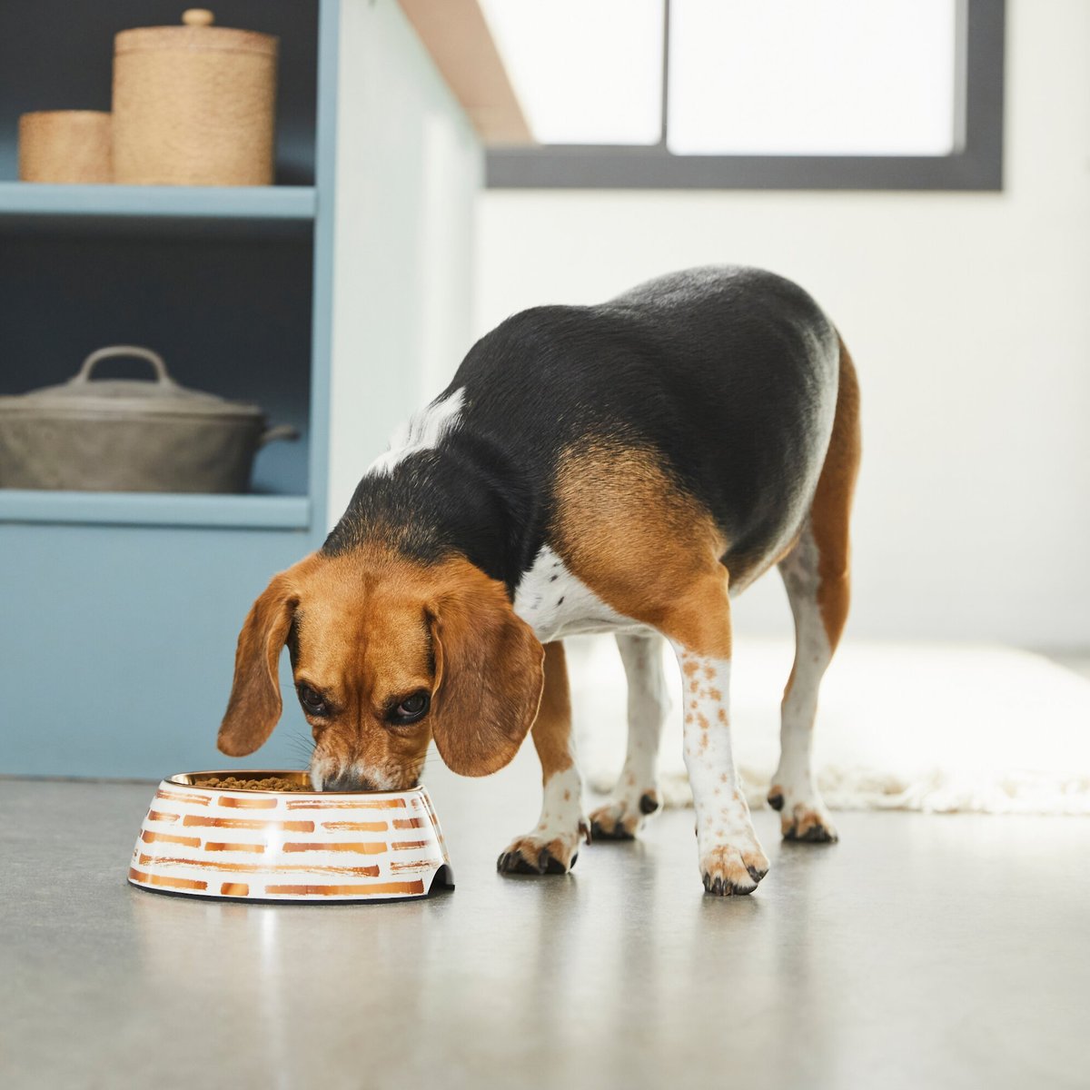 FRISCO Copper Print Design Stainless Steel Dog & Cat Bowl, Small 1.5 cup