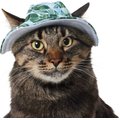 Frisco Palm Leaf Short Brimmed Bucket Dog & Cat Hat, X-Small/Small