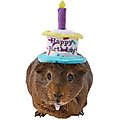 Frisco Happy Birthday Guinea Pig Hat, Multi Color