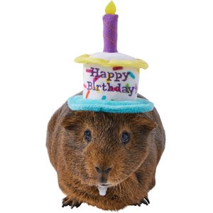 Frisco Happy Birthday Guinea Pig Hat, Multi Color