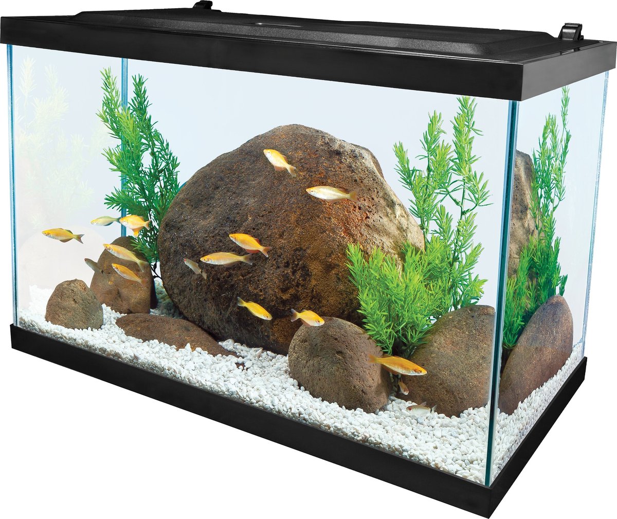 40 Gallon Aquarium Guide: Best Fish, Setup Ideas and More