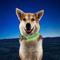 Show in main carousel: Nite Ize Rechargeable LED Dog Collar, Lime, Large slide 8 of 9