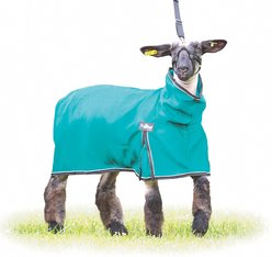 Weaver Livestock ProCool Reflective Piping Sheep Blanket, Teal, X-Small