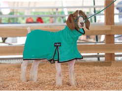 Weaver Livestock ProCool Goat Blanket, Teal, X-Small