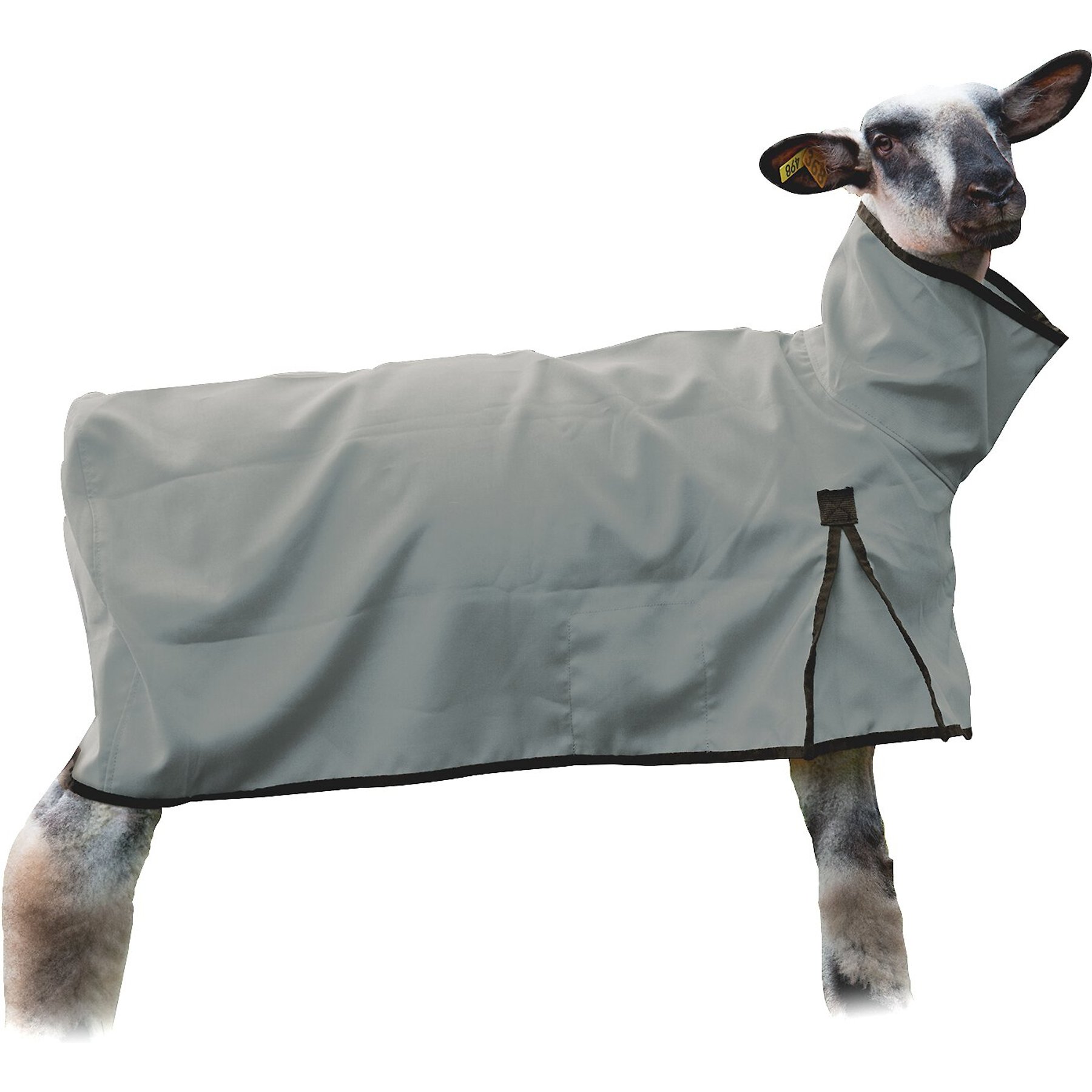 Weaver Livestock Solid Butt Sheep Blanket, Gray, Large