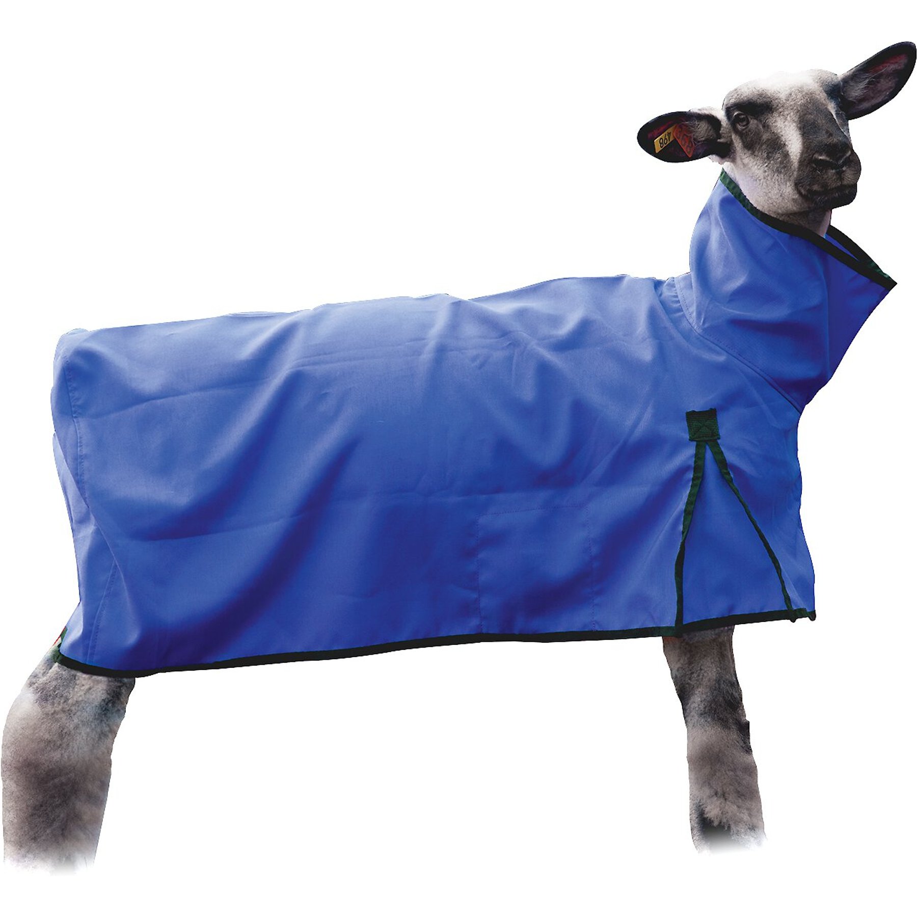 Weaver Livestock Mesh Butt Sheep Blanket, Blue, Large
