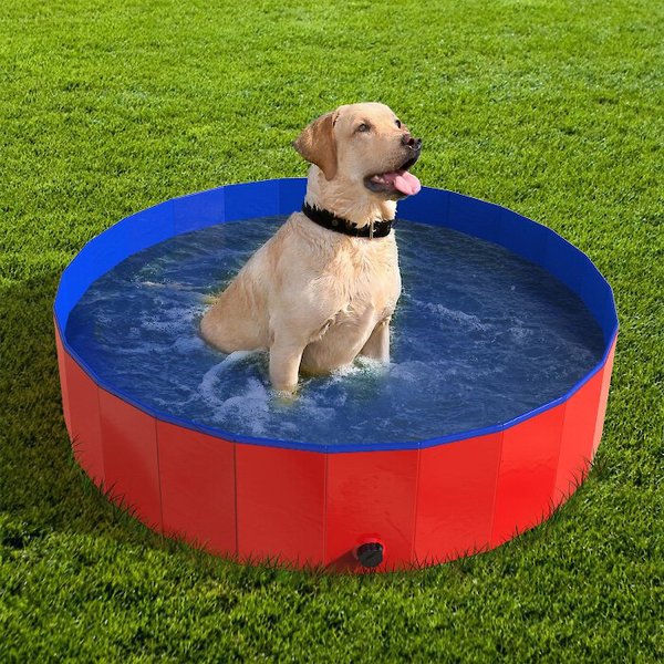 Dog paddling hot sale pool with slide