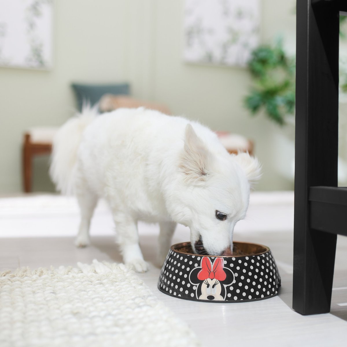 Minnie mouse hotsell dog bowl