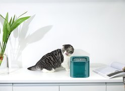 PETKIT Eversweet Solo Dog & Cat Fountain, Green slide 2 of 6