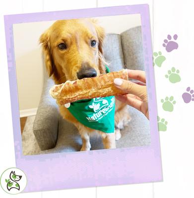 Show full view: Nature Gnaws Beef Trachea Chews 6" Dog Treats, 12 count slide 7 of 9