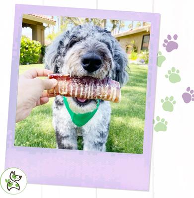 Show full view: Nature Gnaws Beef Trachea Chews 6" Dog Treats, 12 count slide 8 of 9